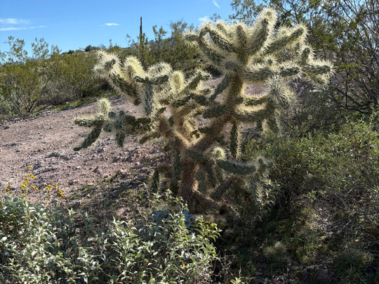 Apache Trail Tours-Apache Junction必去景点