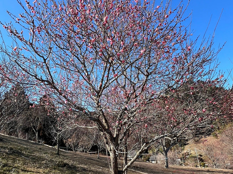 Yoshino Prum Groves-青梅市必去景点