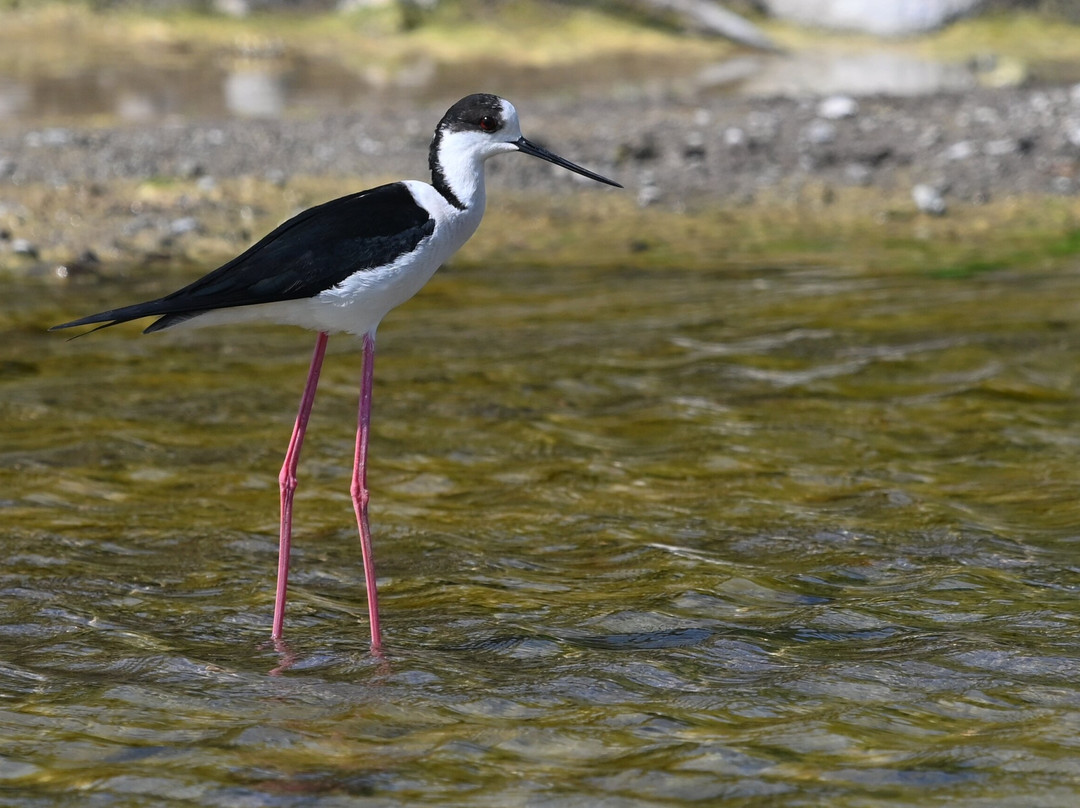 Lesvos Birdwatching (by Eleni)-Agia Paraskevi必去景点