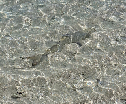 Tarzan Excursion Guadeloupe-Sainte-Anne必去景点