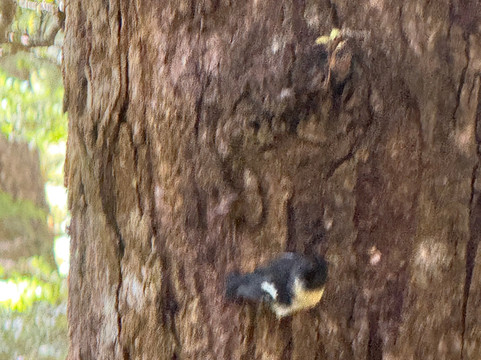 Lewis Pass-Maruia必去景点