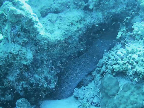 Infinity Diving Safari-马萨阿拉姆必去景点