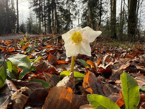 Arboretum Volčji Potok-Radomlje必去景点