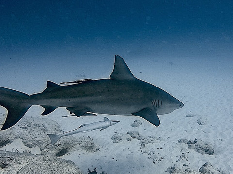 Triton diving-普拉亚德尔卡曼必去景点