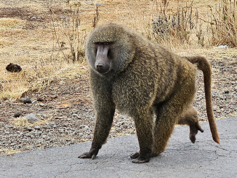 Bale Trek Ethiopia Tours-Goba必去景点