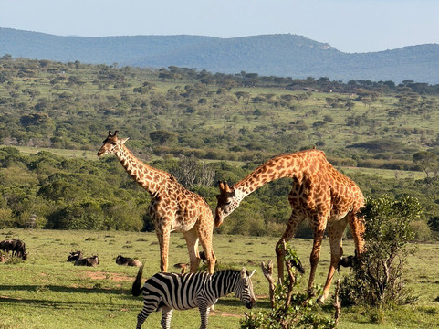 Axis Africa Safaris-内罗毕必去景点