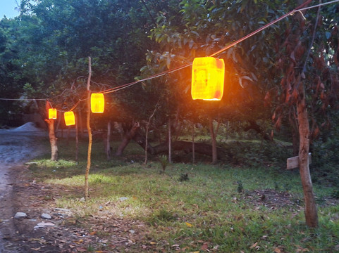 Mafia Whale Shark Tours-Kilindoni必去景点