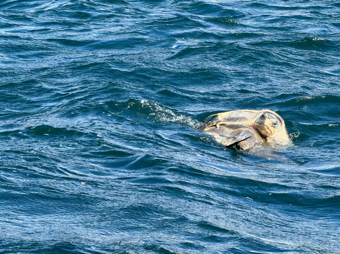Costa Rica Xploring Tours-Gulf of Papagayo必去景点