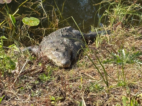 迈阿密动物园-迈阿密必去景点