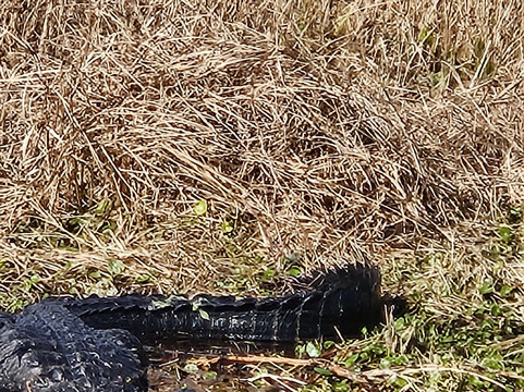 Epic Water Boat Tours LLC-Fruitland Park必去景点