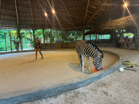 猎豹动物园-桑给巴尔岛必去景点
