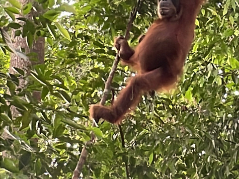 Orang Utan Bukit Lawang-武吉拉旺必去景点