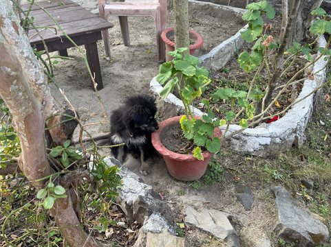 Renz Himalayan Retreat主图