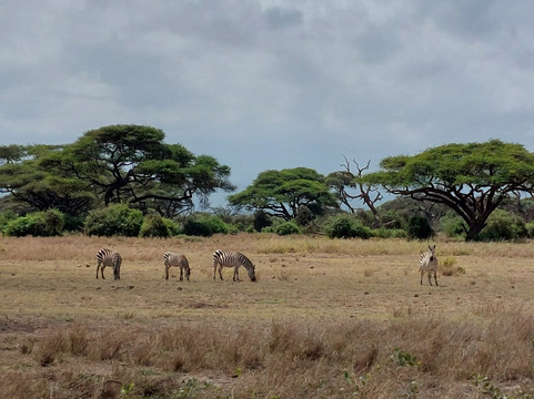 Amboseli National Park-Amboseli Eco-system必去景点