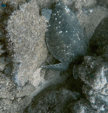 Rocket Frog Divers-Playas del Coco必去景点