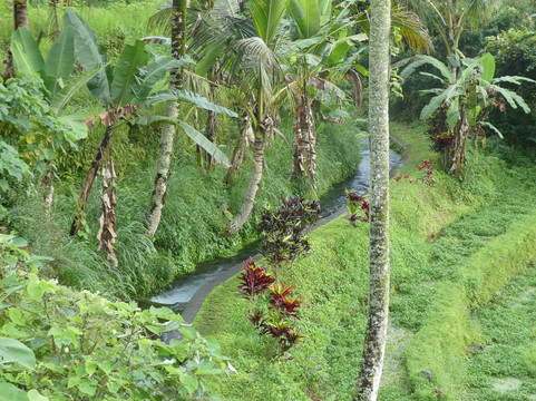 Jatiluwih Bali-Jatiluwih必去景点