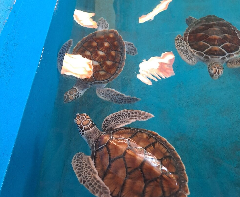 Royal Thai Navy Sea Turtle Conservation Center Phang Nga-Lam Kaen必去景点