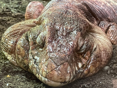 Zoo Brno-布尔诺必去景点