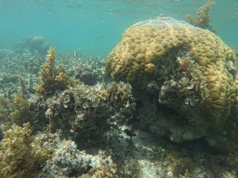 Dodo Gliders-毛里求斯必去景点