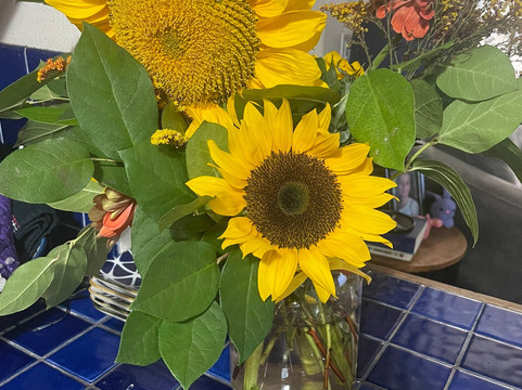 Kula Country Farms-库拉必去景点