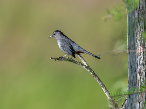 螺旋沼泽鸟兽禁猎区-那不勒斯必去景点