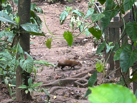 Gandoca - Manzanillo Wildlife Refuge-Province of Limon必去景点