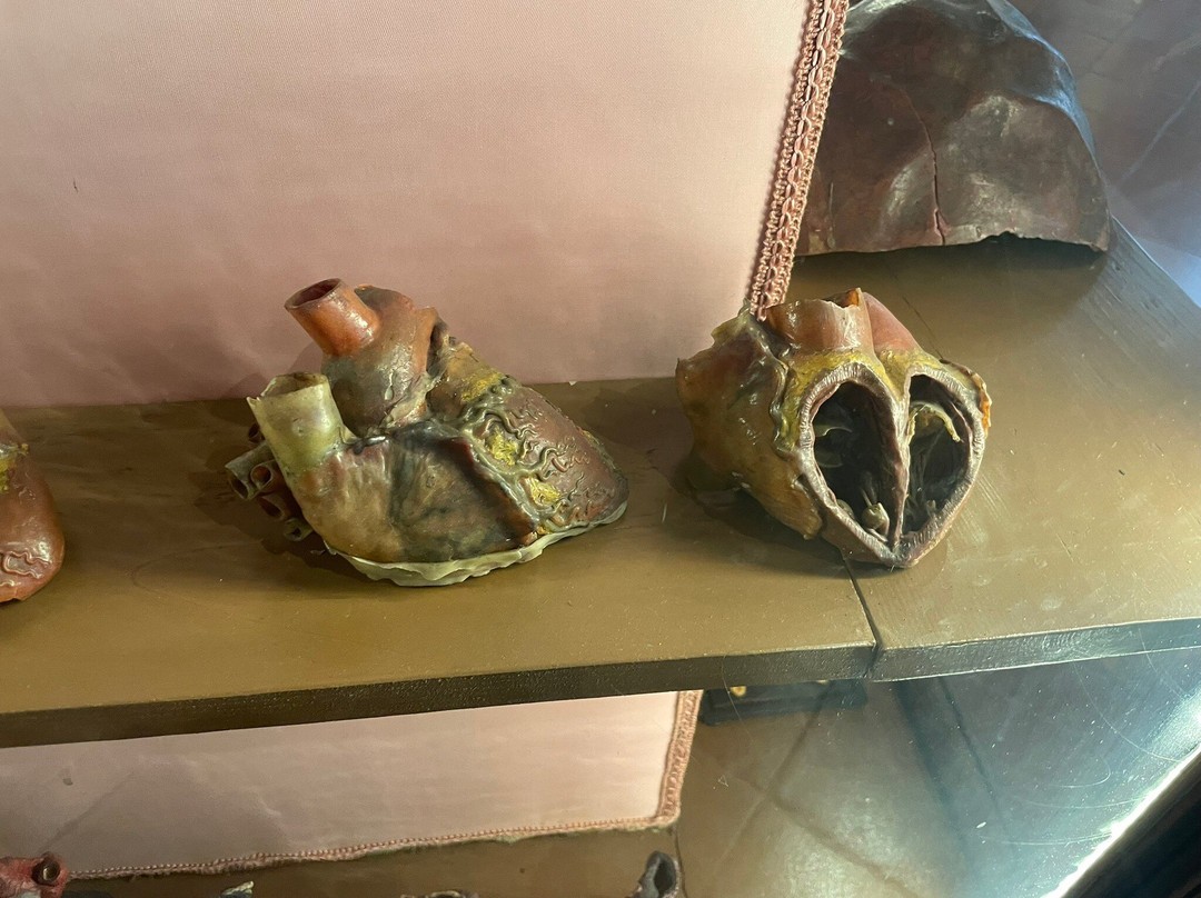 MUSA - Museo Universitario delle Scienze e delle Arti-那不勒斯必去景点