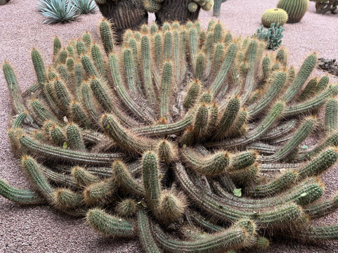 马若雷勒花园-马拉喀什必去景点