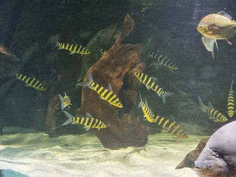 SEA LIFE Konstanz-康士坦茨必去景点