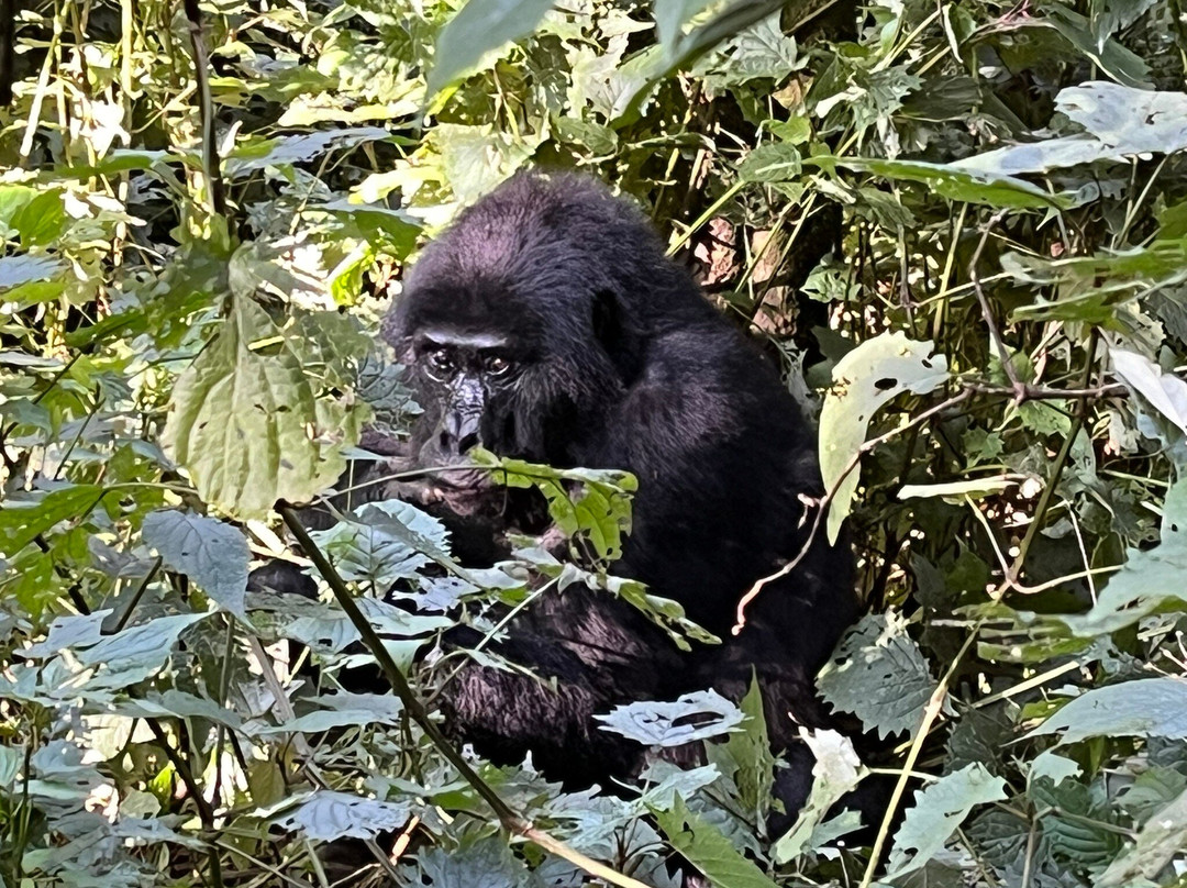 African Rock Safaris Ltd-坎帕拉必去景点