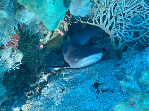 Euro-Divers Vilamendhoo-维拉蔓豪岛必去景点