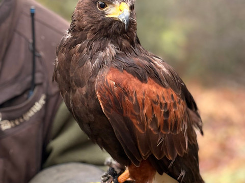 Lake District Falconry-温德米尔必去景点