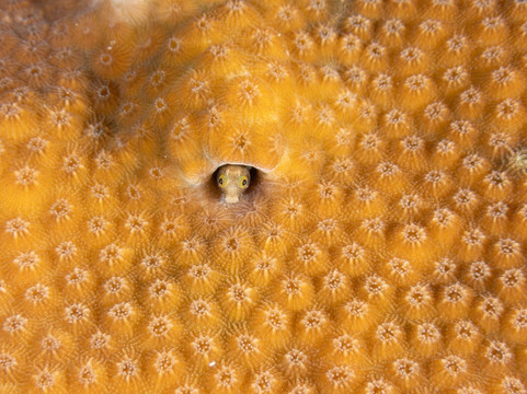 Sea Saba Dive Center-Windwardside必去景点