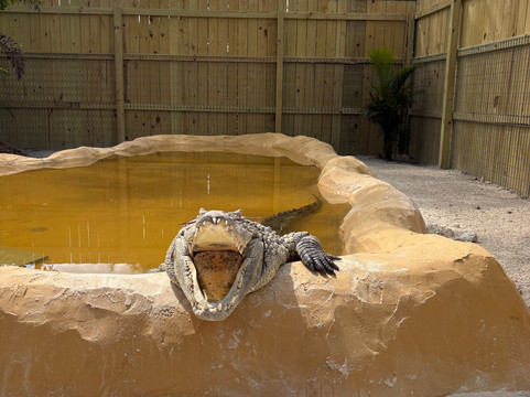 McCarthy's Wildlife Sanctuary-西棕榈滩必去景点