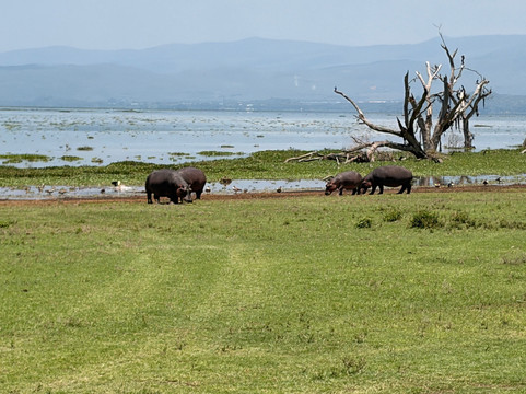 Wave remover Boat Tours Naivasha-Karagita必去景点