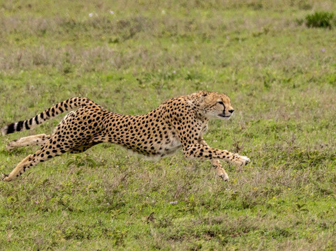 Earthlife Expeditions-阿鲁沙必去景点