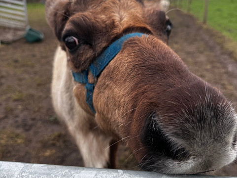 Willow Tree Family Farm-Shirebrook必去景点