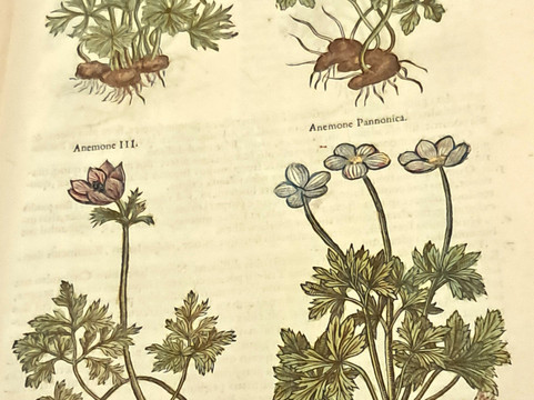 普朗坦 - 帕拉丁博物馆-安特卫普必去景点