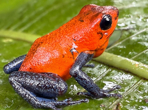 Allan Explorer-Upala必去景点