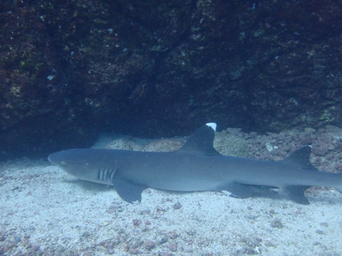 Panama Dive Center-Santa Catalina必去景点