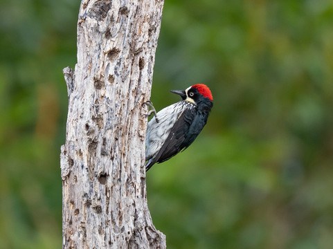 Feathers Garden-多塔圣赫拉多必去景点