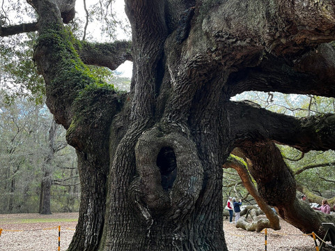 Angel Oak Tree-Johns Island必去景点