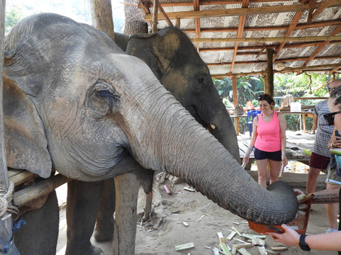 Elephant Peace Project-清莱必去景点