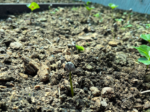 Café Monteverde Coffee Tour-圣埃伦娜必去景点