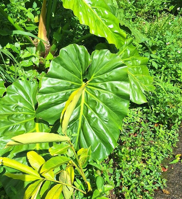 Cascades du Bassin Bleu-Gourbeyre必去景点