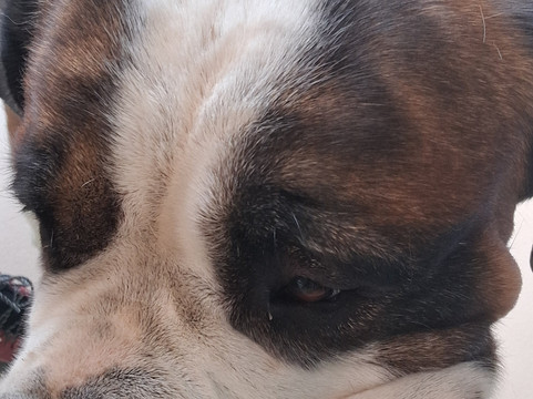 Barryland - Musée et chiens du St-Bernard-马蒂尼必去景点