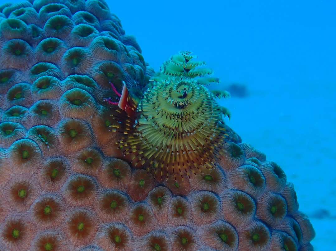 Flamingo Divers-普罗维登西亚莱斯必去景点