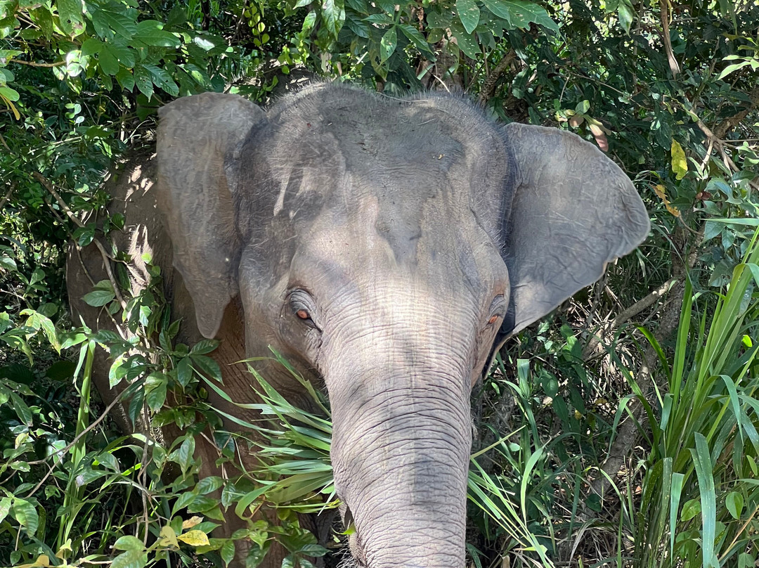 Jeep Safari With Gayan-锡吉里亚必去景点
