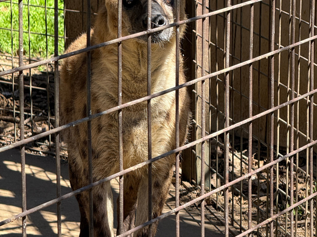 Tiger Safari Zoological Park-Tuttle必去景点