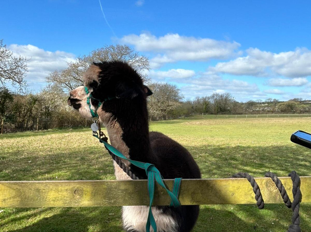 Pembrokeshire Alpaca Trekking-腾比必去景点